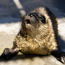 Load image into Gallery viewer, Adopt-a-Seal® - Sandia - Exclusive Digital Download!