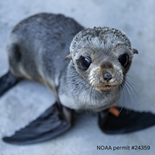 Load image into Gallery viewer, Adopt-a-Seal® - Sloopy - Exclusive Digital Download!