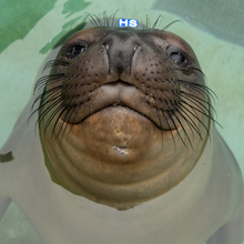 Load image into Gallery viewer, Adopt-a-Seal® - Chunky - Exclusive Digital Download!