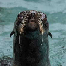 Load image into Gallery viewer, Adopt-a-Seal® - Titanium - Exclusive Digital Download!