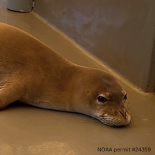 Load image into Gallery viewer, Adopt-a-Seal® - RS10 - Exclusive Digital Download!