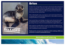 Load image into Gallery viewer, Adopt-a-Seal® - Brion - Exclusive Digital Download!