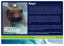 Load image into Gallery viewer, Adopt-a-Seal® - Raya - Exclusive Digital Download!