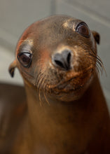 Load image into Gallery viewer, Adopt-a-Seal® - Niko - Exclusive Digital Download!
