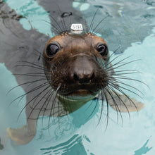 Load image into Gallery viewer, Adopt-a-Seal® - Raya - Exclusive Digital Download!