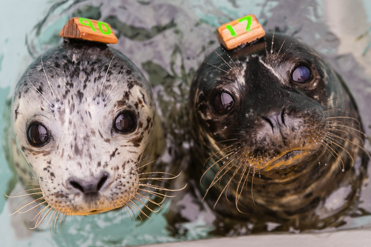 Straw Brush – The Marine Mammal Center Gift Store