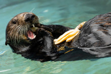 Load image into Gallery viewer, Adopt-a-Seal® - Hanai - Exclusive Digital Download!