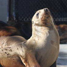 Load image into Gallery viewer, Side profile of California sea lion pup.