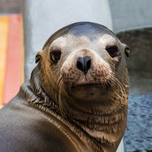 Load image into Gallery viewer, Closeup of California sea lion's face.