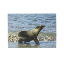 Load image into Gallery viewer, Greeting card cover with California sea lion pup on rocky beach.