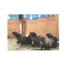 Load image into Gallery viewer, Greeting card cover with six fur seal pups. Wooden boards that read The Marine Mammal Center RESCUE in background.