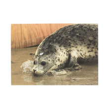 Load image into Gallery viewer, Greeting card cover with harbor seal.