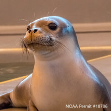 Load image into Gallery viewer, Closeup of Hawaiian monk seal with rehabilitation pool in background. Text reads "NOAA Permit #18786"