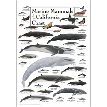 Load image into Gallery viewer, "Marine Mammals of the California Coast" poster, depicting scientific illustrations of many different species of marine mammals.