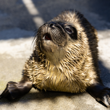 Load image into Gallery viewer, Adopt-a-Seal® - Sandia - Exclusive Digital Download!
