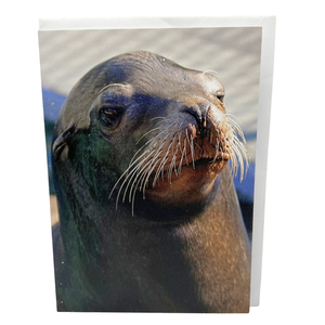 Sea Lion "Old Ray" Blank Greeting Card