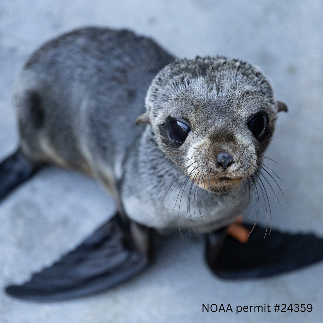 Adopt-a-Seal® - Sloopy - Exclusive Digital Download!