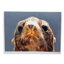 Load image into Gallery viewer, Northern Fur Seal &quot;Ziggy&quot; Blank Greeting Card
