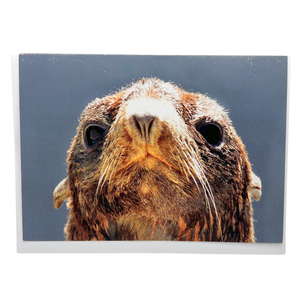 Northern Fur Seal "Ziggy" Blank Greeting Card