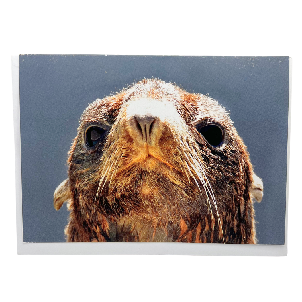 Northern Fur Seal 