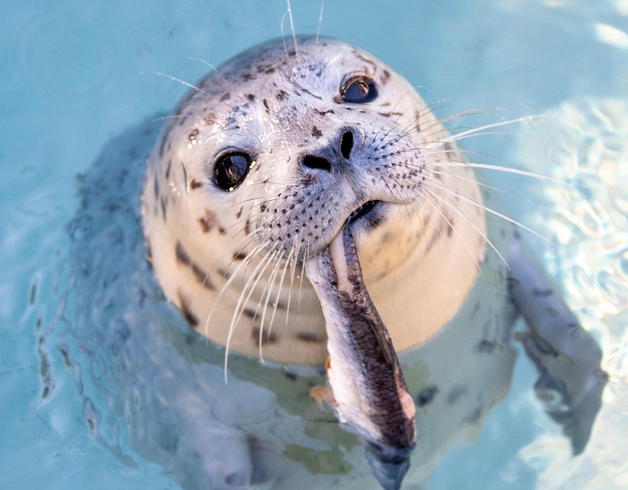 2025 Calendar The Marine Mammal Center Gift Store