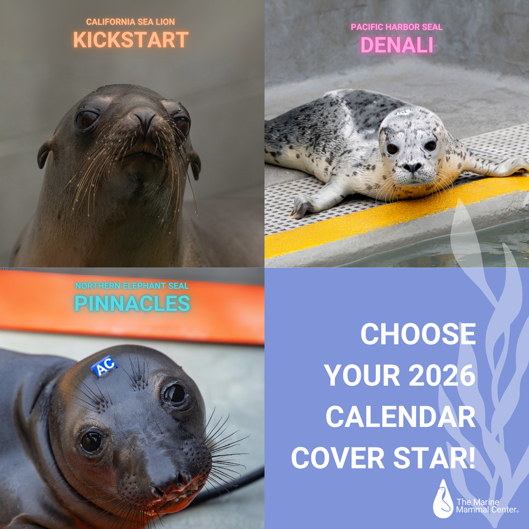 2026 Calendar Pre-Order