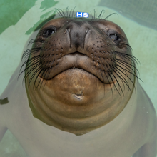 Load image into Gallery viewer, Adopt-a-Seal® - Chunky - Exclusive Digital Download!
