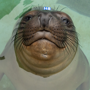 Adopt-a-Seal® - Chunky - Exclusive Digital Download!