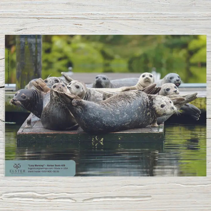 Elster Harbor Seal Blank Card