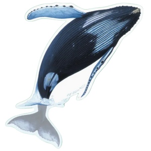 Humpback Whale Sticker