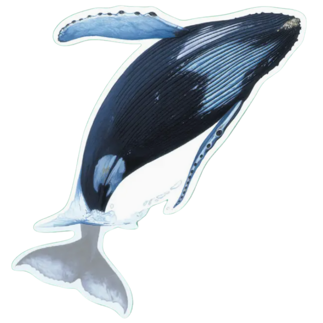 Humpback Whale Sticker