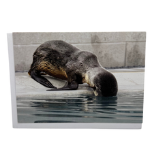 Load image into Gallery viewer, Northern Fur Seal &quot;Sparkle&quot; I Missed Your Birthday Greeting Card
