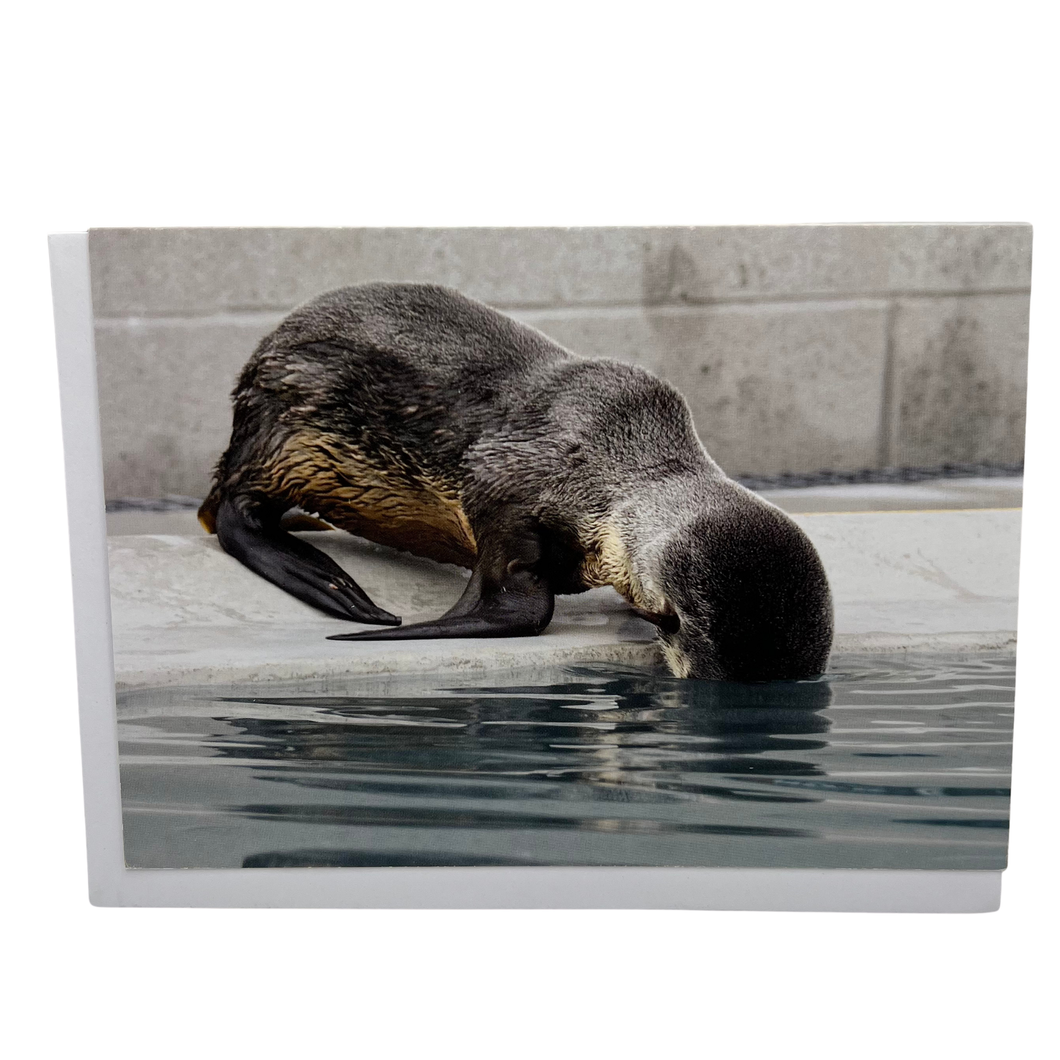 Northern Fur Seal 