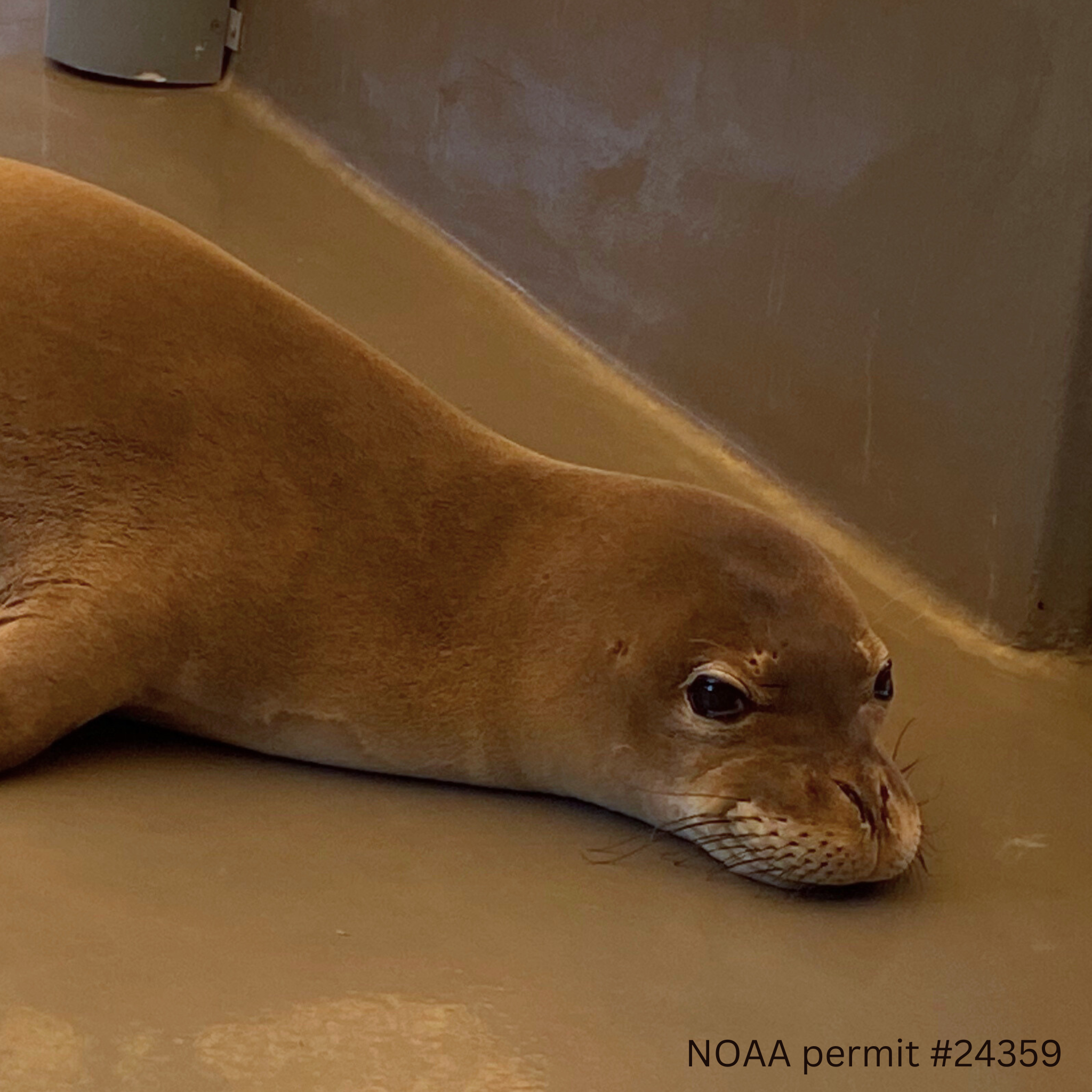 Adopt-a-Seal® - RS10 - Exclusive Digital Download! – The Marine