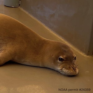 Adopt-a-Seal® - RS10 - Exclusive Digital Download!