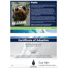 Load image into Gallery viewer, Adopt-a-Seal® - Pasha - Exclusive Digital Download!
