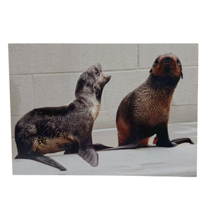 Northern Fur Seals Sparkle and Savai Blank Greeting Card