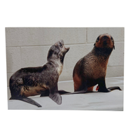 Northern Fur Seals Sparkle and Savai Blank Greeting Card