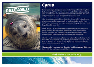 Adopt-a-Seal® Cyrus - Exclusive Digital Download!