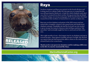Adopt-a-Seal® Raya - Exclusive Digital Download!