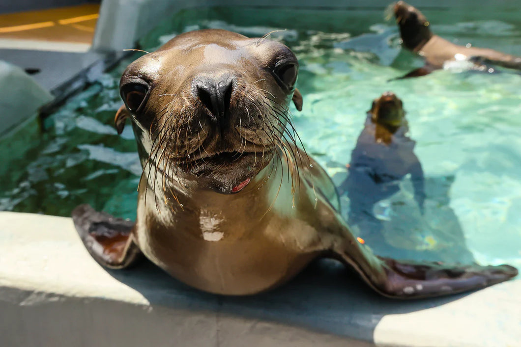 Bill Hunnewell Signed Matted Print - California Sea Lions In Pool - 8x10