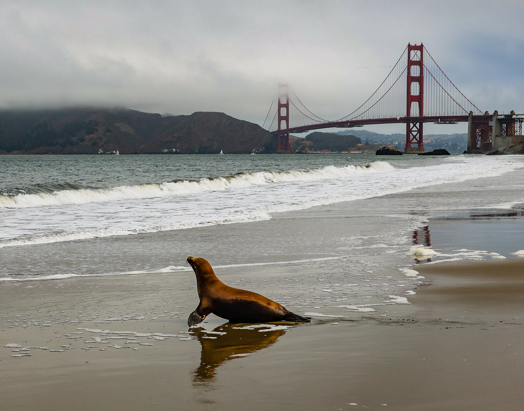 Bill Hunnewell Matted Print - California Sea Lion with the Golden Gate Bridge