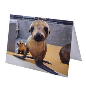 Sea Lion "Notebook" Blank Greeting Card