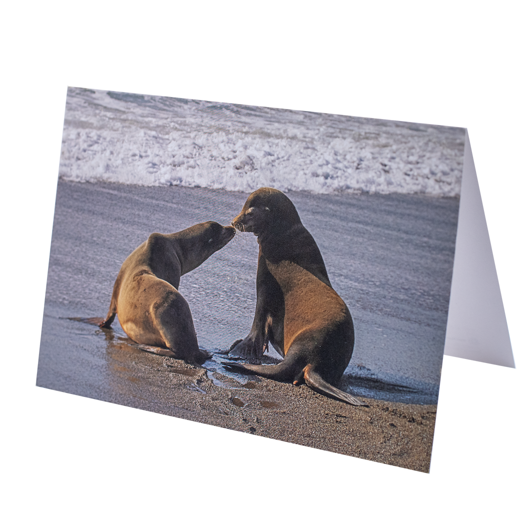 Sea Lion Kiss 