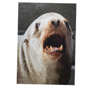 Sea Lion "Rodeo" Blank Greeting Card