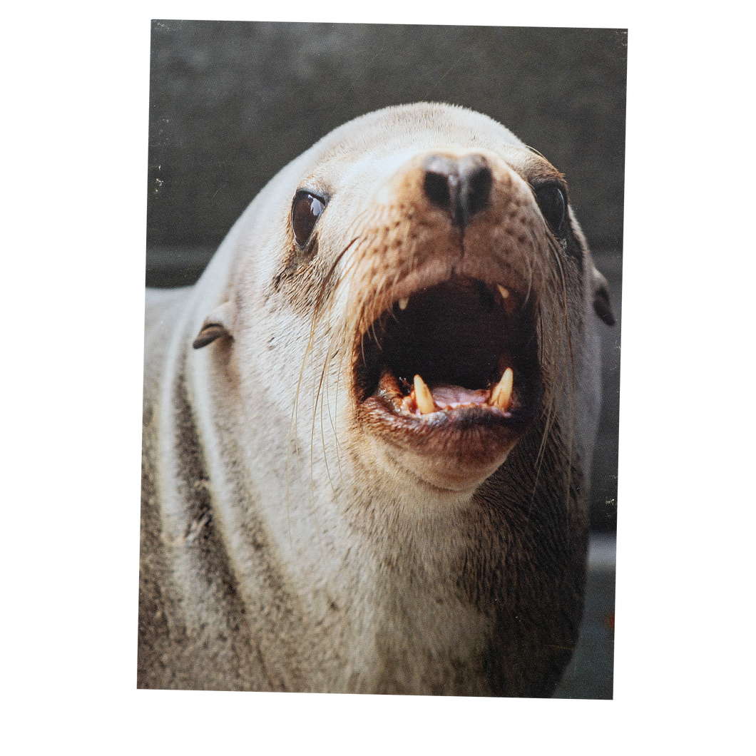 Sea Lion 