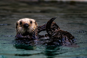 Bill Hunnewell Matted Print - Face to Face with a Sea Otter