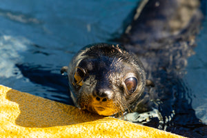 Adopt-a-Seal® Giant - Exclusive Digital Download!