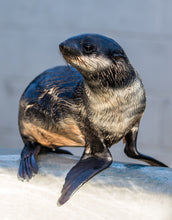 Load image into Gallery viewer, Bill Hunnewell Matted Print - Fur Seal
