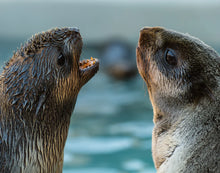 Load image into Gallery viewer, Bill Hunnewell Signed Matted Print - Fur Seal Conversation - 8x10
